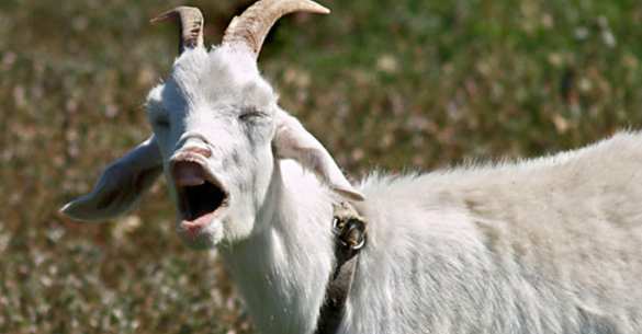 Саакашвили с трибуны под Радой пообещал «вынести козла конкретного» | Русская весна