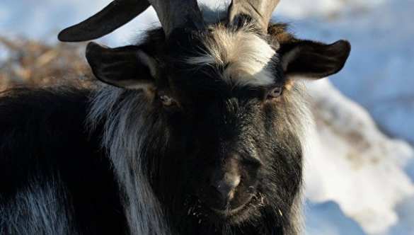 Для козла Тимура, раненного Амуром, ищут невесту | Русская весна