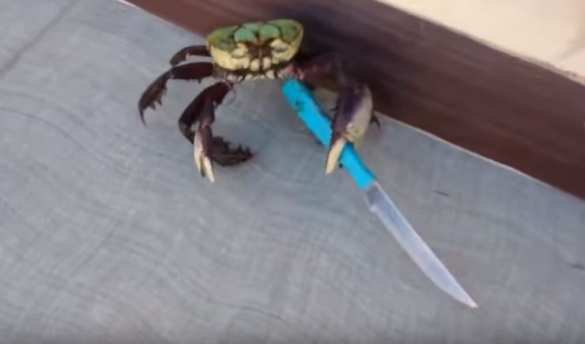 Курьез: озорной краб продемонстрировал мастерство ножевого боя (ВИДЕО) | Русская весна