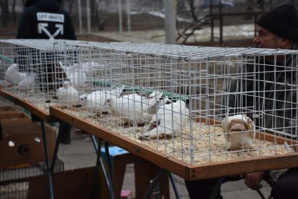 В Красном Луче состоялась международная выставка голубей, домашних и декоративных птиц | Русская весна