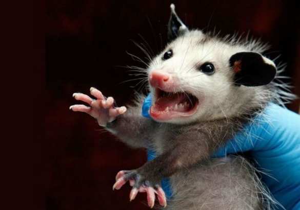 В России впервые в мире подключили мозг крысы к искусственному интеллекту | Русская весна