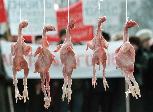 «Перемога»: На Украине цены на курятину сравнялись с европейскими | Русская весна