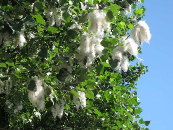 Листья тополя расскажут о загрязнении окружающей среды | Русская весна