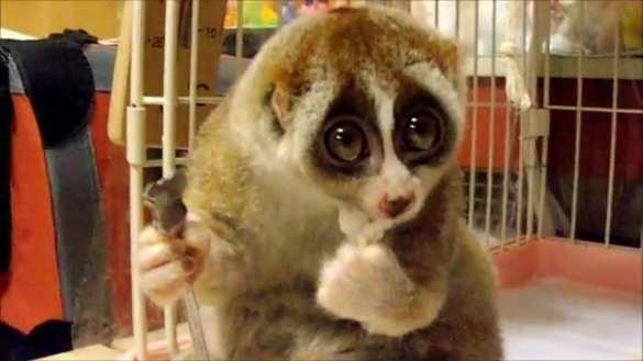 На Украине из зоопарка украли лемура | Русская весна