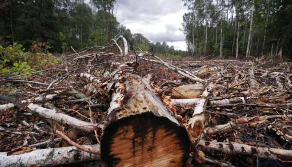 Украина не лесопилка, — Гройсман | Русская весна