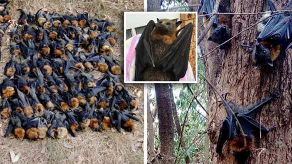 Аномальная жара «заживо сварила» тысячи летучих мышей в Австралии (ФОТО, ВИДЕО) | Русская весна