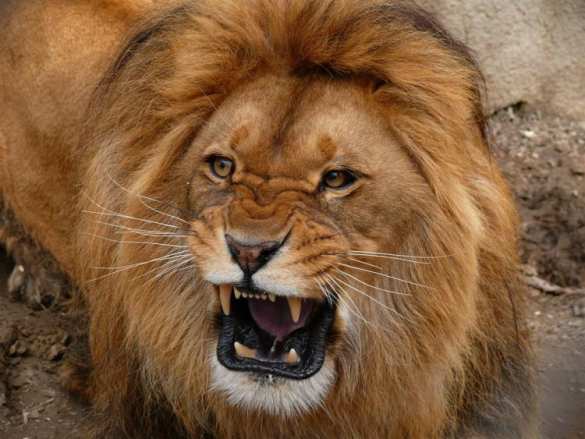 «Рычал как лев, помогло не очень», — депутат Рады опробовал совет главы МВФ (ВИДЕО) | Русская весна