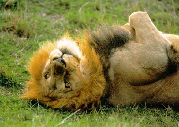 Их нравы: Датский зоопарк приглашает детей посмотреть на вскрытие льва | Русская весна