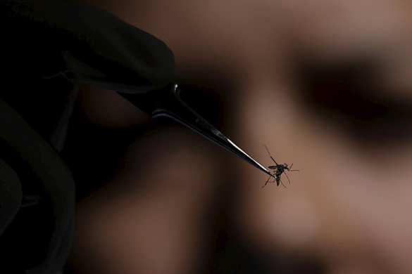 В России выявили завозной случай лихорадки чикунгунья | Русская весна