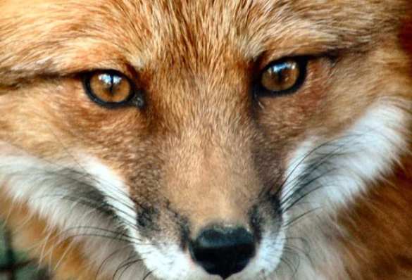 В Белом доме сравнили Россию с лисой, «кричащей с крыши курятника» | Русская весна