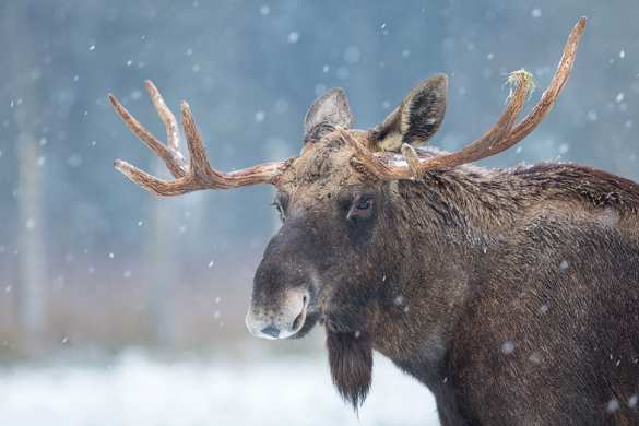 Убивший лося браконьер умер, убегая от полицейских (+ФОТО) | Русская весна