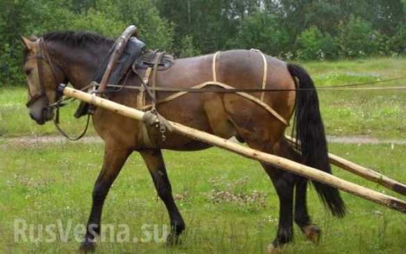 Im Gebiet Lwiw ist ein Polizist brutal ermordet worden: er war zu einem Wagen mit Pferden angebunden | Русская весна