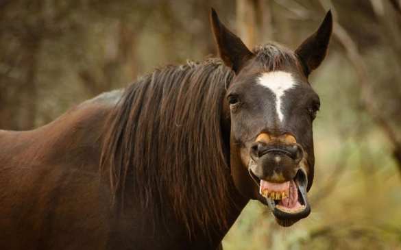Такие разные избиратели: в Ялте пришёл голосовать конь в пальто (ВИДЕО) | Русская весна