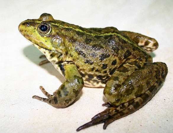 Львовский историк предложил сделать символом украинских реформ лягушку | Русская весна