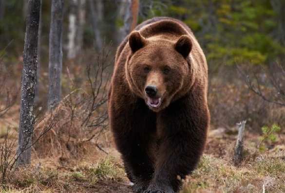 Медведь отобрал у охотников холодильник с едой (ВИДЕО) | Русская весна