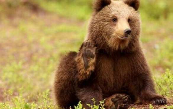 Соцсети высмеяли американского политика, придумавшего «поговорку про Россию» | Русская весна