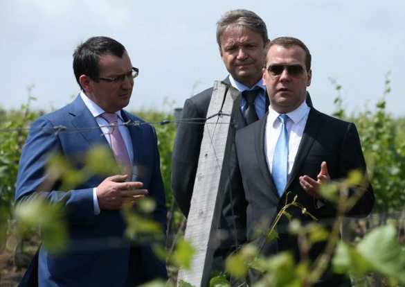 Выращивание винограда назвали самым прибыльным агробизнесом в России | Русская весна