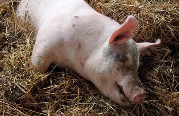 Свинья в гробу: мёртвая туша под стенами парламента Украины (ВИДЕО) | Русская весна