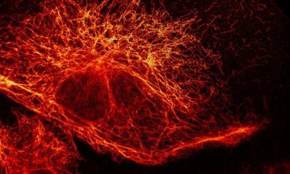 Революционный микроскоп Штефана Хелля | Русская весна