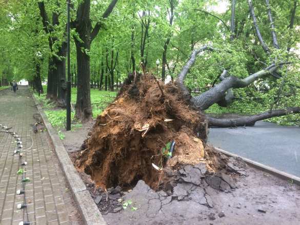 Число жертв урагана в Москве возросло до 16 человек (ОБНОВЛЕНО) | Русская весна