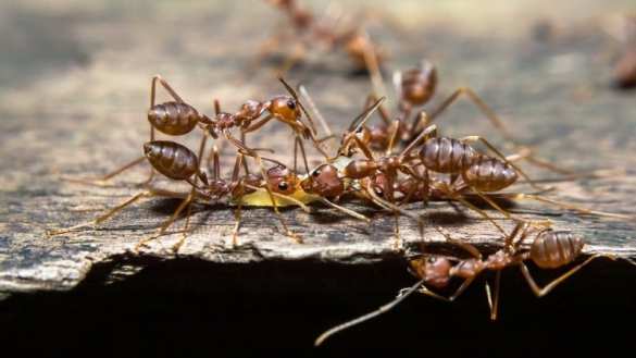 В Японию приплыли смертельно ядовитые муравьи из Америки | Русская весна