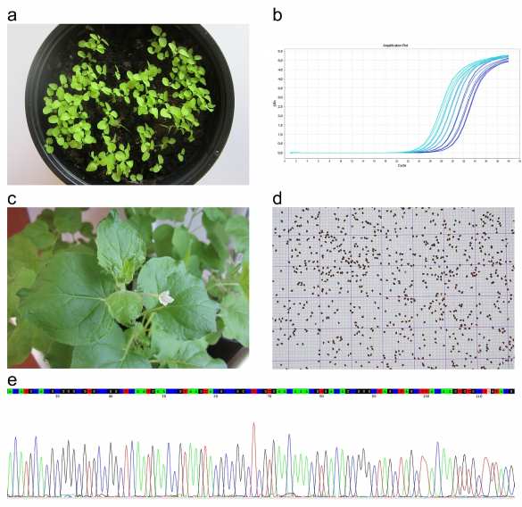 Библиотека в горстке семян: хранить информацию можно в ДНК растений | Русская весна