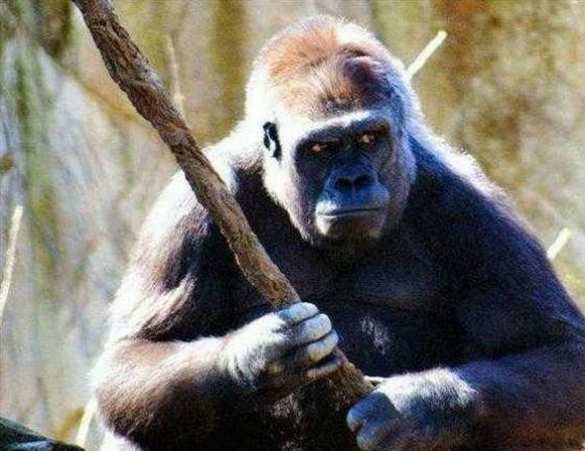 В Китае построили гигантскую обезьяну-робота (ФОТО, ВИДЕО) | Русская весна