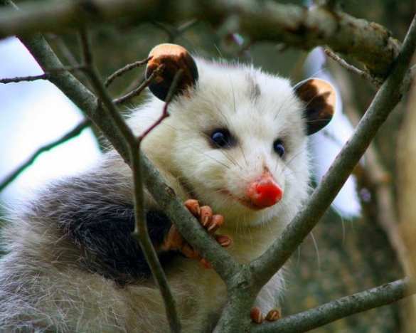 В США опоссум напился виски, украденным в магазине (ФОТО) | Русская весна
