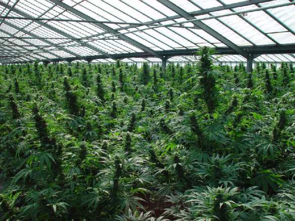 Парники с марихуаной: власти Греции решили бороться с кризисом необычным способом | Русская весна