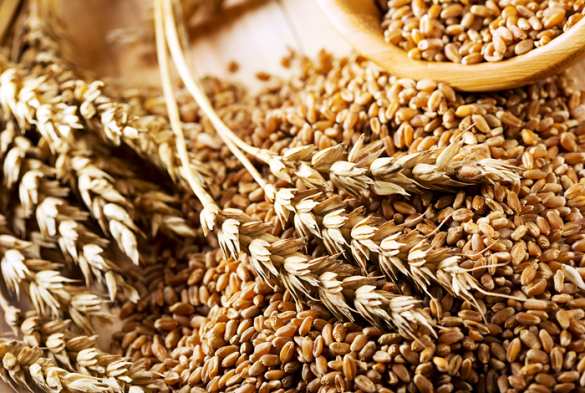 В США признали, что РФ сохранит за собой мировое лидерство в экспорте пшеницы | Русская весна