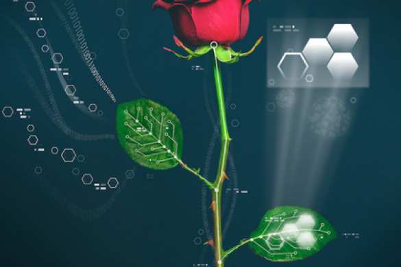 Из живой розы сделали киборга | Русская весна