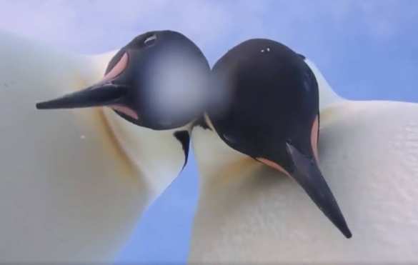 Пингвины сделали селфи и прославились (ВИДЕО) | Русская весна