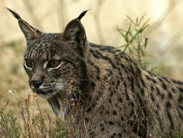 Пиренейская (испанская) рысь Ученые научили клопов брать анализ крови у рысей | Русская весна