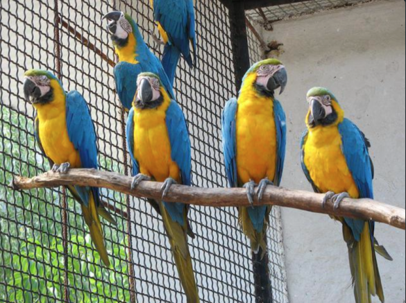 Пернатые диверсанты: украинец нёс 150 попугаев в Белоруссию (ФОТО, ВИДЕО) | Русская весна