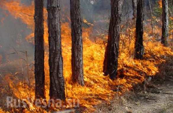 CHERNOBYL FIRE COVERAGE: Fire is stopped 5 km away from nuclear waste repository | Русская весна