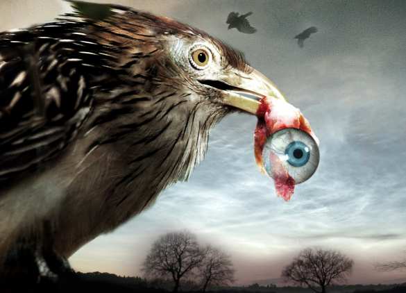 Глобальное потепление превращает птиц в жестоких убийц, — учёные | Русская весна