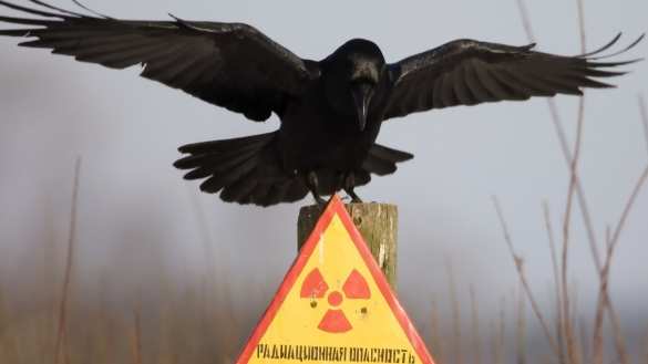 «ВСУшники» будут топить печи радиоактивным лесом: сводка с Донбасса | Русская весна