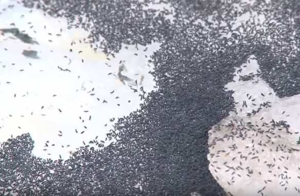 Природная аномалия: неизвестные насекомые атаковали Тульскую область (ВИДЕО) | Русская весна