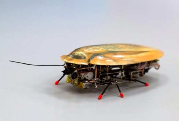 Германия хочет использовать «тараканов-шпионов» в «будущей войне» | Русская весна