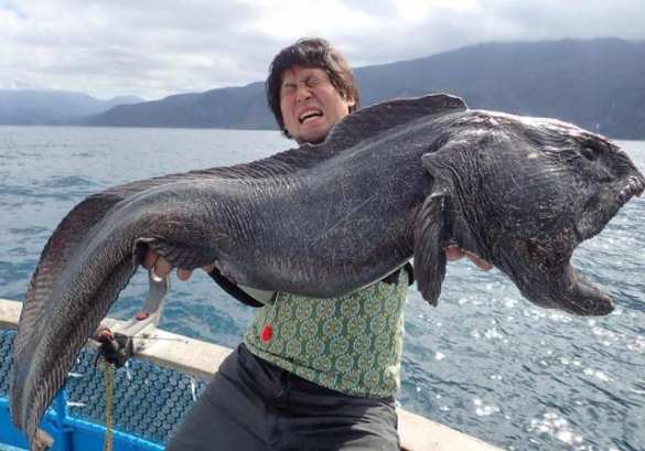 Возле Фукусимы поймали огромного морского монстра (ФОТО+ВИДЕО) | Русская весна