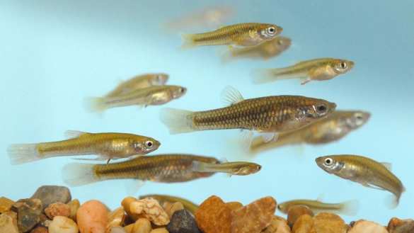 В Сочи жителям бесплатно раздают особую рыбу для борьбы с комарами | Русская весна