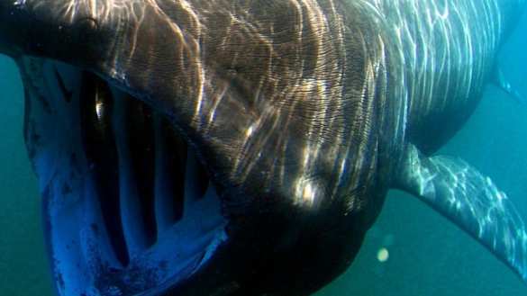 Жуткое зрелище: На пляже Австралии нашли рыбу-монстра (ФОТО) | Русская весна