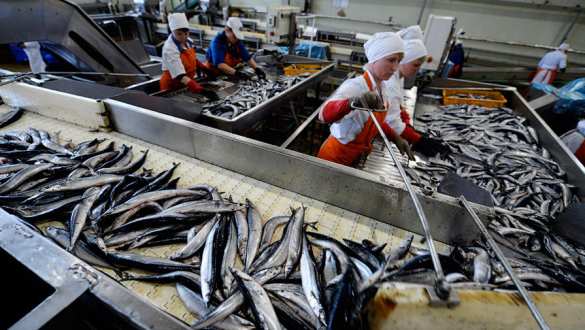 Долги по зарплате сотрудникам рыбокомбината на Шикотане полностью погашены | Русская весна