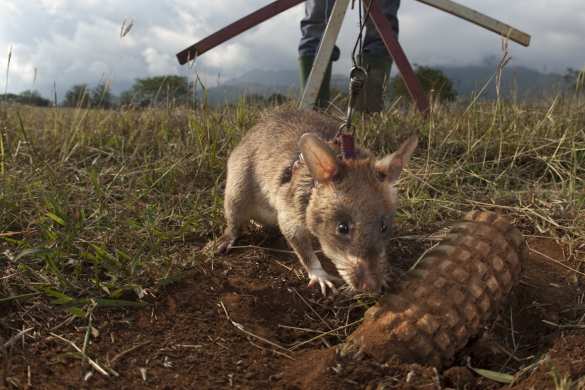 Планы киевских военных использовать диких животных для разминирования несостоятельны, — эксперт | Русская весна