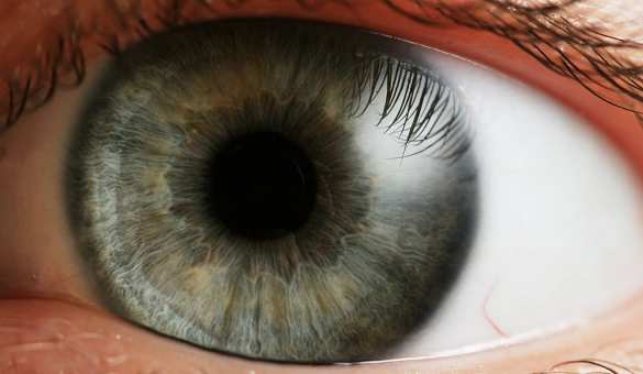 Японские врачи пересадят сетчатку глаза из донорских клеток | Русская весна