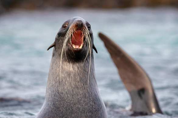 Савченко искупалась в Северном Ледовитом океане (ВИДЕО) | Русская весна
