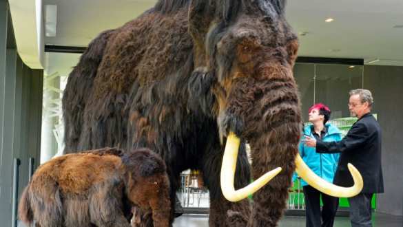 ВОЗ проверила готовность 15 стран к смертельной «мамонтовой оспе» | Русская весна