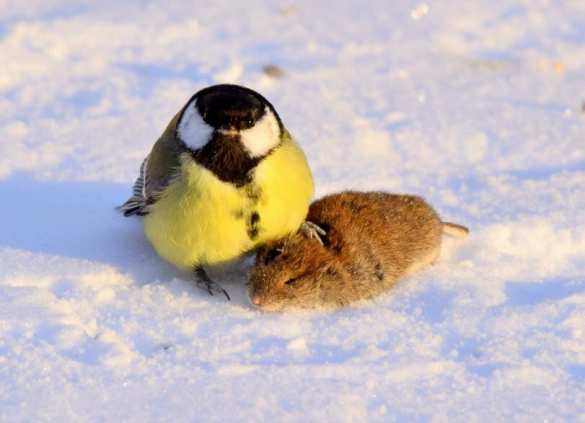 Из-за изменений климата синицы разозлились и начали убивать (ФОТО) | Русская весна