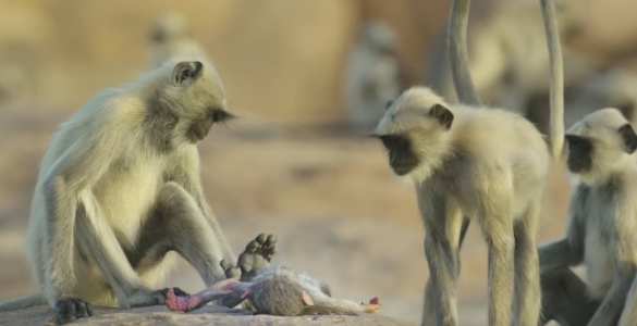 Обезьян потрясла «смерть» робота-шпиона (ВИДЕО) | Русская весна