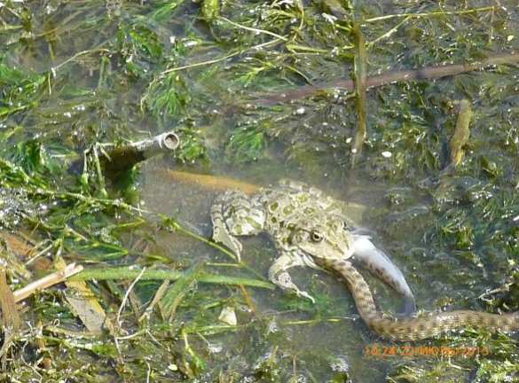 Боевики антиправительственной оппозиции и террористы «ИГИЛ» сошлись в бою за ключевой сирийиский город Мареа | Русская весна